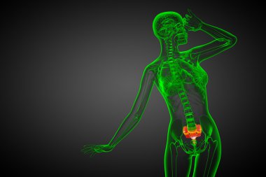 3D render Medikal illüstrasyon sakrum kemiği