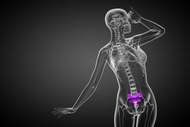 3D render Medikal illüstrasyon sakrum kemiği