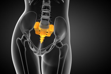 3D render Medikal illüstrasyon sakrum kemiği