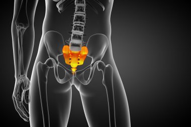 3D render Medikal illüstrasyon sakrum kemiği