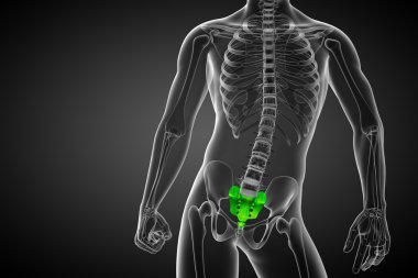 3D render Medikal illüstrasyon sakrum kemiği