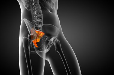 3D render Medikal illüstrasyon sakrum kemiği