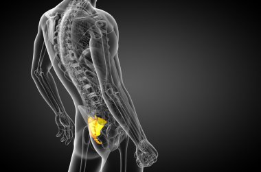 3D render Medikal illüstrasyon sakrum kemiği