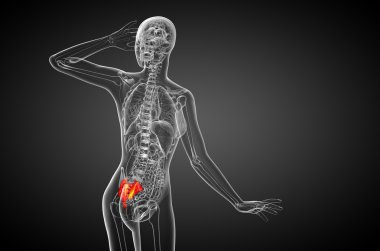 3D render Medikal illüstrasyon sakrum kemiği