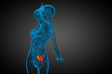 3D render Medikal illüstrasyon sakrum kemiği