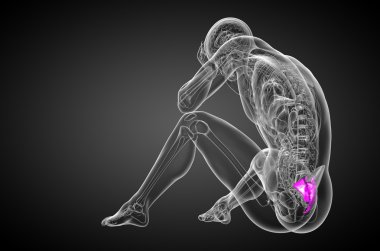 3D render Medikal illüstrasyon sakrum kemiği