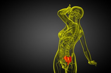 3D render Medikal illüstrasyon sakrum kemiği