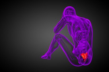 3D render Medikal illüstrasyon sakrum kemiği
