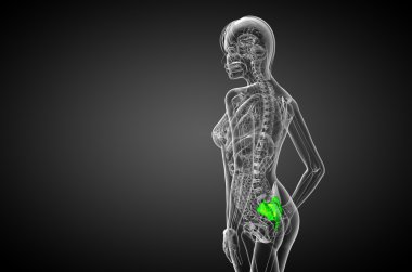 3D render Medikal illüstrasyon sakrum kemiği
