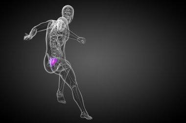 3D render Medikal illüstrasyon sakrum kemiği