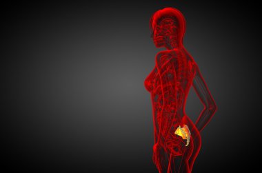 3D render Medikal illüstrasyon sakrum kemiği