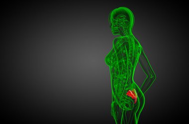 3D render Medikal illüstrasyon sakrum kemiği