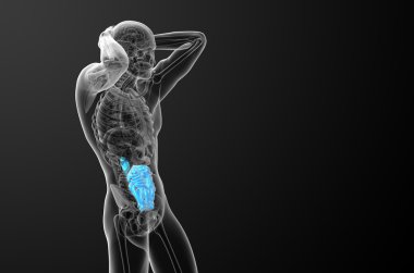 ince bağırsak 3D render çizimi