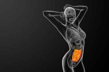 ince bağırsak 3D render çizimi