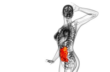 ince bağırsak 3D render çizimi