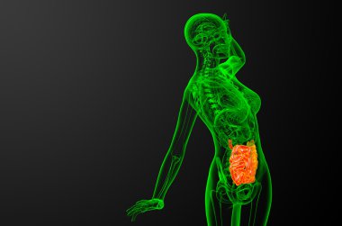 ince bağırsak 3D render çizimi