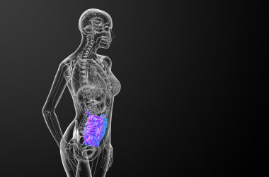 ince bağırsak 3D render çizimi