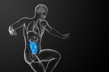 ince bağırsak 3D render çizimi