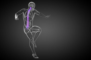 İnsan omurgasının 3 boyutlu tıbbi çizimi 
