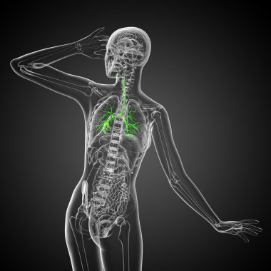 erkek bronşlar 3D tıbbi çizimi 