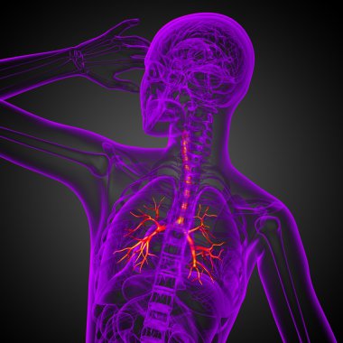 erkek bronşlar 3D tıbbi çizimi 