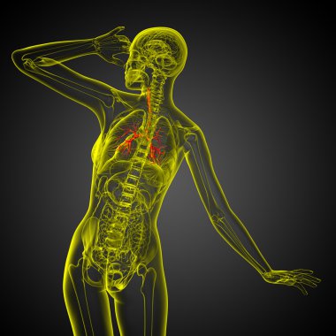 erkek bronşlar 3D tıbbi çizimi 