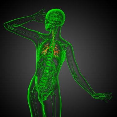 erkek bronşlar 3D tıbbi çizimi 