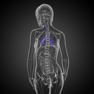 erkek bronşlar 3D tıbbi çizimi 