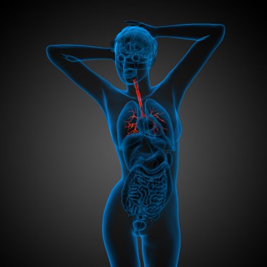 erkek bronşlar 3D tıbbi çizimi 