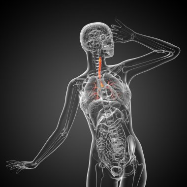 erkek bronşlar 3D tıbbi çizimi 