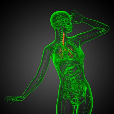 erkek bronşlar 3D tıbbi çizimi 