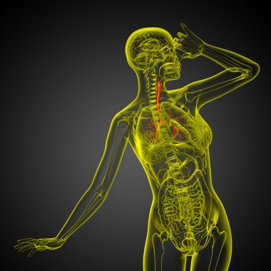 erkek bronşlar 3D tıbbi çizimi 