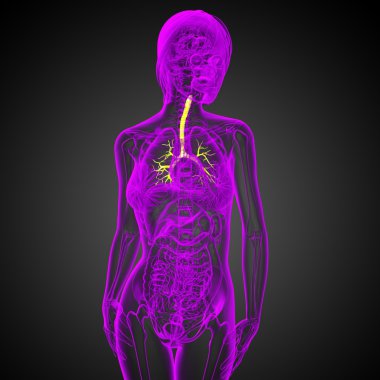 erkek bronşlar 3D tıbbi çizimi 