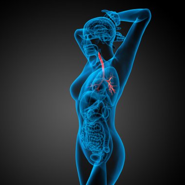 erkek bronşlar 3D tıbbi çizimi 