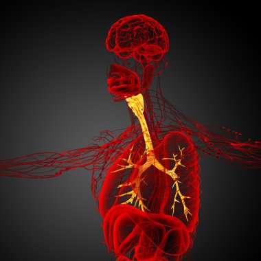 erkek bronşlar 3D tıbbi çizimi 