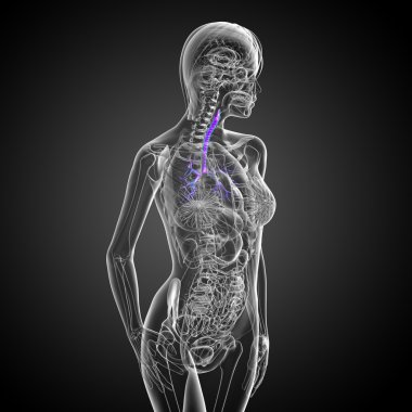 erkek bronşlar 3D tıbbi çizimi 