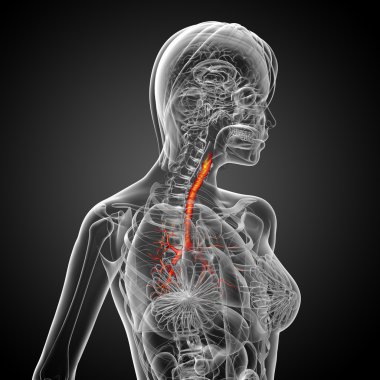 erkek bronşlar 3D tıbbi çizimi 
