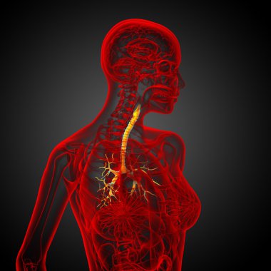 erkek bronşlar 3D tıbbi çizimi 