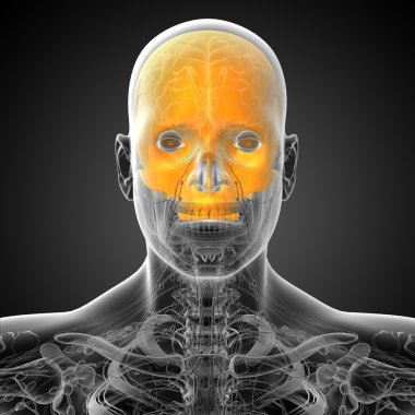 3D render Medikal illüstrasyon üst kafatası