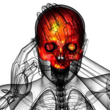 3D render Medikal illüstrasyon üst kafatası