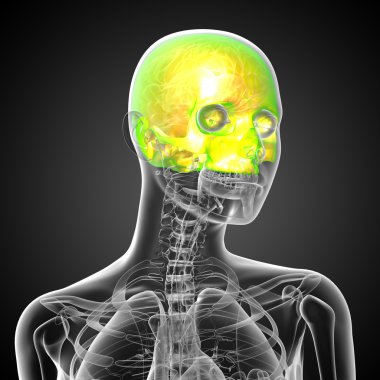 3D render Medikal illüstrasyon üst kafatası