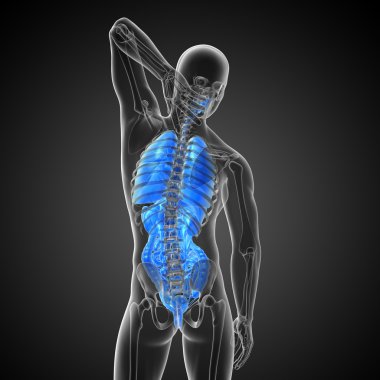 3D render Medikal illüstrasyon insan sindirim sisteminin ve