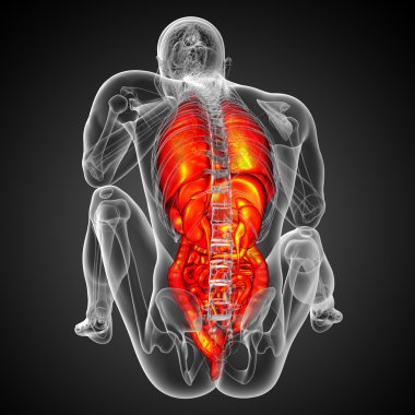 3D render Medikal illüstrasyon insan sindirim sisteminin ve