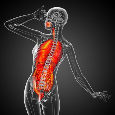 3D render Medikal illüstrasyon insan sindirim sisteminin ve