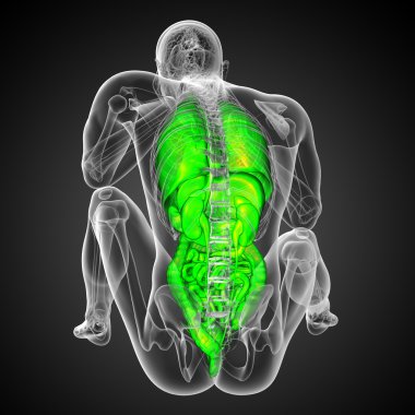 3D render Medikal illüstrasyon insan sindirim sisteminin ve