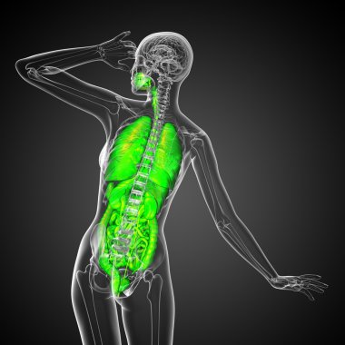3D render Medikal illüstrasyon insan sindirim sisteminin ve