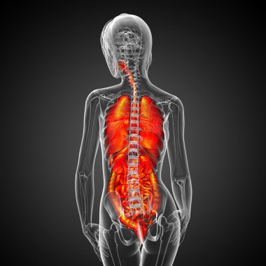 3D render Medikal illüstrasyon insan sindirim sisteminin ve