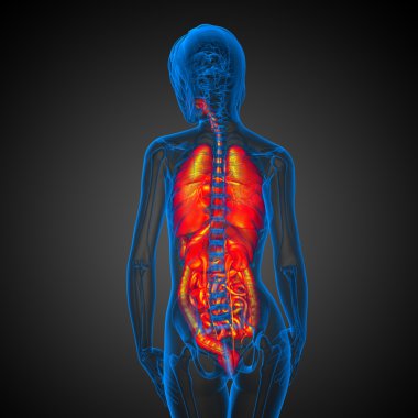 3D render Medikal illüstrasyon insan sindirim sisteminin ve