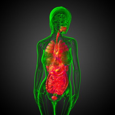 3D render Medikal illüstrasyon insan sindirim sisteminin ve