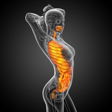 3D render Medikal illüstrasyon insan sindirim sisteminin ve